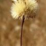 Aster (Symphyotrichum chilense): Depending upon the  growing conditions, these native flowers ranged from 1/4"  to 3/4" across.